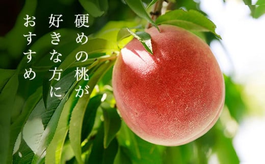 硬めの桃が好きな方におすすめの品種です。日持ちがよいので、お中元などの贈答に人気の品種です。