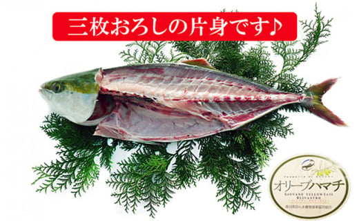 香川県産 朝〆オリーブハマチの刺身用 片身分 香川県坂出市 ふるさと納税 ふるさとチョイス