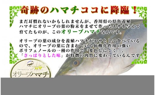 香川県産 朝〆オリーブハマチの刺身用 片身分 香川県坂出市 ふるさと納税 ふるさとチョイス