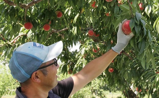「桃は収穫の見極めが重要」と小林さん。ひとつひとつ慎重に実の状態を確認しながら最高の時期に収穫しています。