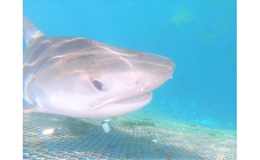 マンタやサメの飼育観察体験ツアー 3名様 沖縄県本部町 ふるさと納税 ふるさとチョイス