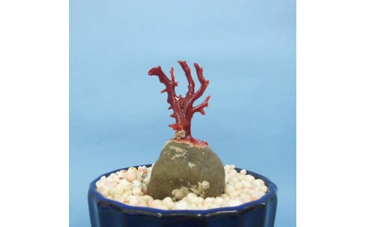 珊瑚職人館の珊瑚の原木・拝見・置物（g16）