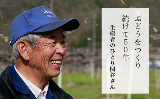 50年以上ぶどうを作り続けている関谷圀弘さんは、１０種類以上のぶどうを栽培している、まさに小布施のぶどう名人です。
