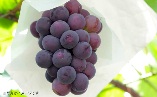 予約受付 ピオーネ 4房 計約2kg ぶどう ブドウ 葡萄 熊本県八代市 ふるさと納税 ふるさとチョイス
