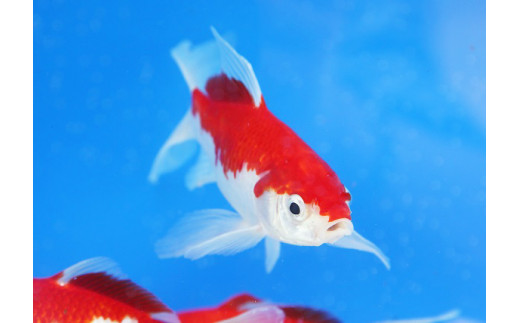 新型コロナ支援 庄内金魚4匹 山形県庄内町 ふるさと納税 ふるさとチョイス 新型コロナ支援 庄内金魚4匹 山形県庄内町 ふるさと納税 ふるさとチョイス