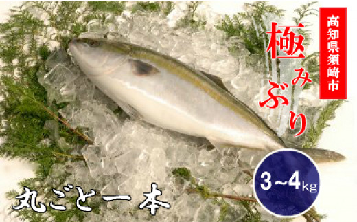 ぶり 1本 3~4kg ブランド 鰤 年内配送 ぶり 冷蔵 ブリ しゃぶ 高知県