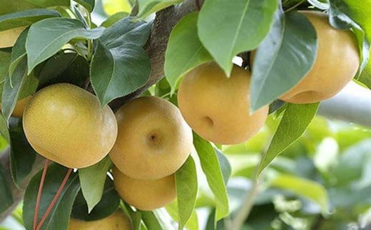 南水は、長野県生まれの梨で、長野県が全国生産量約80％を占めます。果汁が豊富で酸味がほとんどない濃厚な甘みが特徴です。