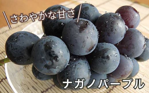 ナガノパープルは名前の通り長野県生まれの黒ぶどうで、さわやかな甘さと種がなく皮ごと食べられることで今人気の品種です。
