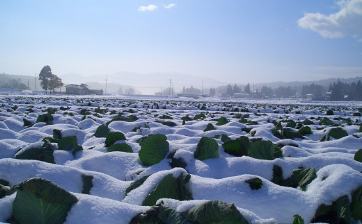雪の中にある白菜の様子