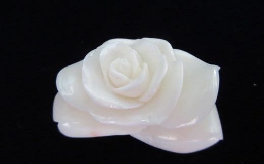 白珊瑚バラの花
