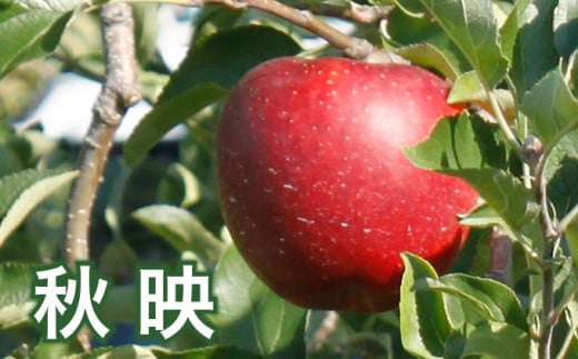 秋映は果汁をたっぷり含み、甘味と酸味のバランスが絶妙で濃厚な味わいのりんごです。かためのりんごがお好みの方におすすめの品種です。