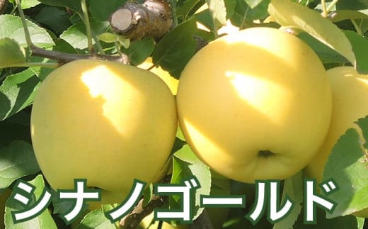 シナノゴールドは、しっかりとした甘みの中にさわやかな酸味がある黄色りんごです。
