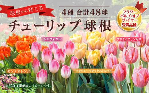 チューリップ球根 人気バルブオブザイヤーセット 4種 各12球 48球 宮崎県えびの市 ふるさと納税 ふるさとチョイス