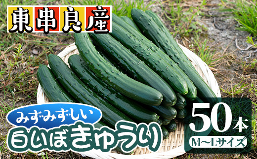 鹿児島県産 みずみずしい白いぼきゅうり 50本 名産地の農家直送 漬物やサラダに 吉ヶ崎農園 鹿児島県東串良町 ふるさと納税 ふるさとチョイス