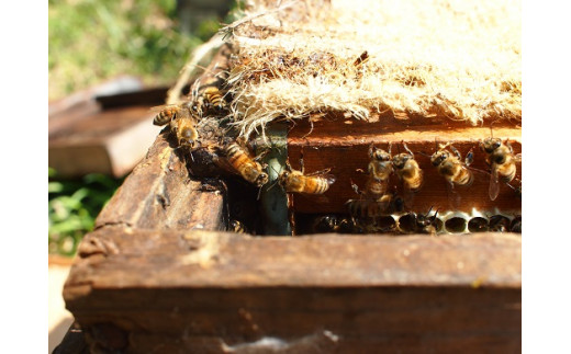 J-14 季節の蜂蜜 いろいろ （180ｇ×5瓶)【兵庫県たつの市産 蜂蜜