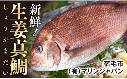 高知産の生姜を食べて育った、新鮮絶品の「生姜真鯛」一尾・鮮魚 784673 - 高知県宿毛市