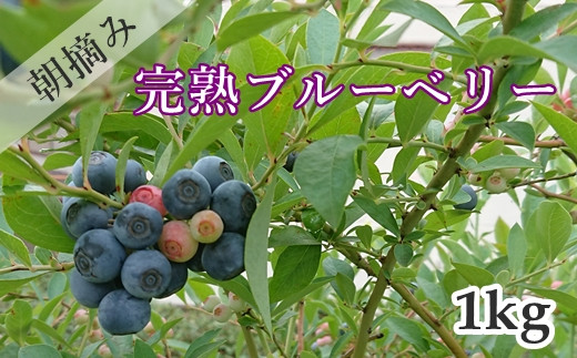 【先行予約 2023年産】朝摘み完熟フレッシュブルーベリー1kg ／果物 フルーツ 数量限定 埼玉県伊奈町