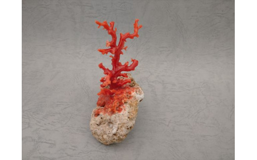 海の秘宝珊瑚：置物I