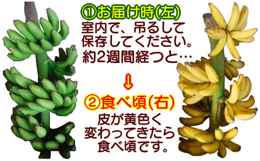 只今 発送中！】種子島産 園田バナナ園 北限の露地バナナ 2房 360pt