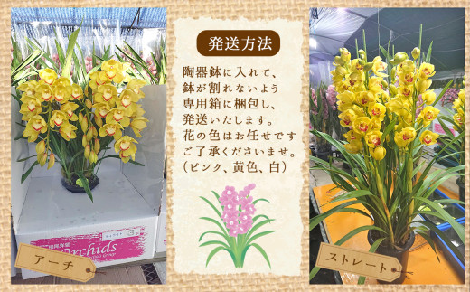 鉢花 シンビジウム 2～3本 （アーチ） - 熊本県玉名市｜ふるさと