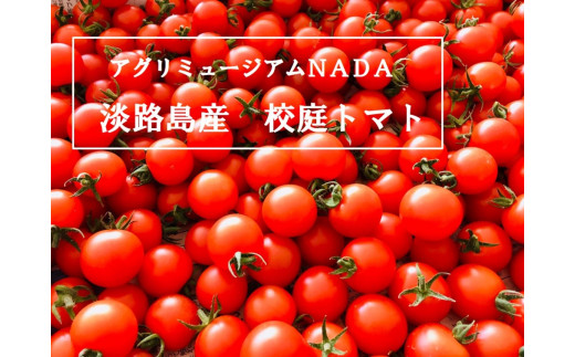 アグリミュージアムＮＡＤＡ　校庭トマト　3kg