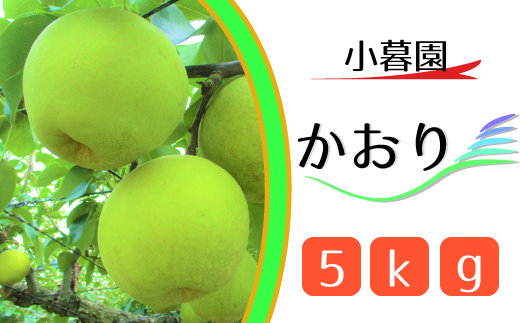 CN006 【小暮園】松戸の完熟梨「かおり」5kg 320040 - 千葉県松戸市