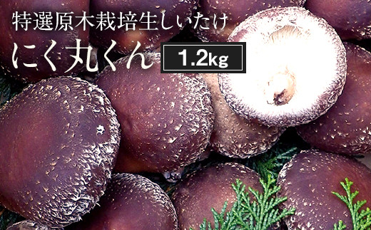 特選原木栽培 生しいたけ 「にく丸くん」 1.2kg