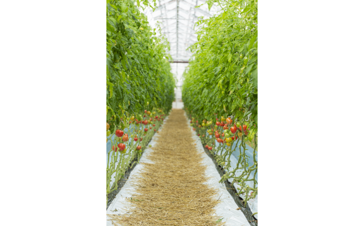 ★栽培方法へのこだわり
肥料はぼかし肥料をベースに、栽培期間中はより安全・安心な有機物１００％の肥料を使っています。
