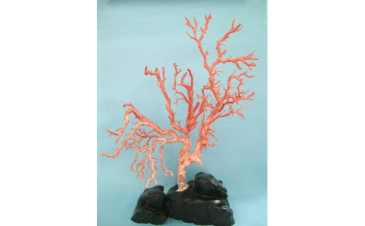 珊瑚職人館の珊瑚の原木・拝見・置物（ｇ22）