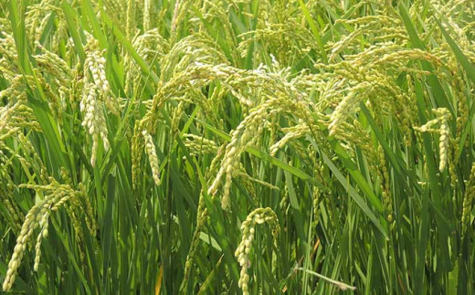 千曲川の豊富な水と寒暖差の激しい小布施の気候で育てた小布施産のお米を発送直前に精米してお届けします。