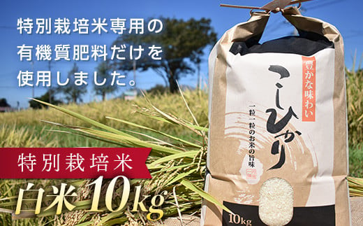 [B008-029018]令和5年産 特別栽培米 こしひかり白米 10kg