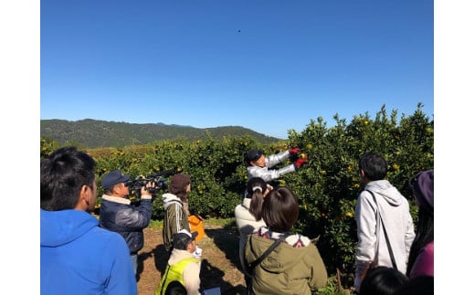 F149-2　高知県東洋町産のぽんかん収穫体験＜6名様＞ 1553675 - 高知県東洋町