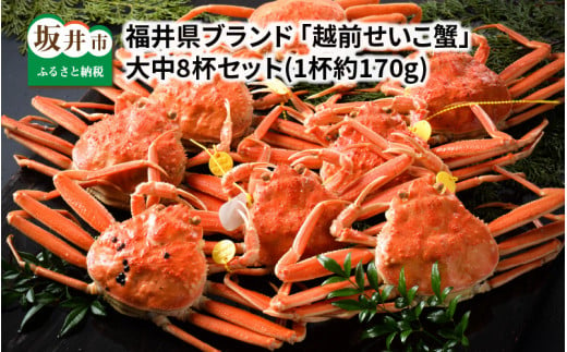 【先行予約】福井県ブランド ≪茹で≫「越前セイコ蟹」 大中8杯セット 【2023年12月発送分】 [K-1402_12] 569125 - 福井県坂井市