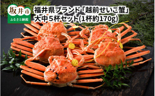 【先行予約】福井県ブランド ≪茹で≫「越前セイコ蟹」 大中5杯セット 【2024年12月発送分】 [I-1402_12] 566236 - 福井県坂井市