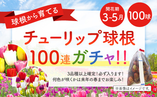 ãƒãƒ¥ãƒ¼ãƒªãƒƒãƒ—çƒæ ¹ 100é€£ã‚¬ãƒãƒ£ 100çƒ æ¤ç‰© ç„¡é¸åˆ¥ ã‚¬ãƒ¼ãƒ‡ãƒ‹ãƒ³ã‚° å®®å´ŽçœŒãˆã³ã®å¸‚ ãµã‚‹ã•ã¨ç´ç¨Ž ãµã‚‹ã•ã¨ãƒãƒ§ã‚¤ã‚¹