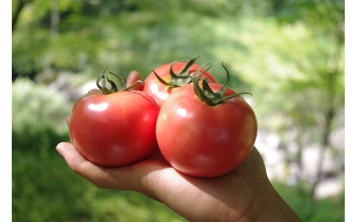 市内のうまば農園で低農薬・有機質肥料で栽培されたトマトを使用しています。