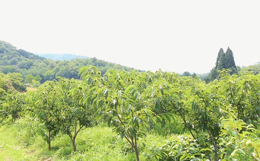 岩崎農園では様々な品種の栗が栽培されています。