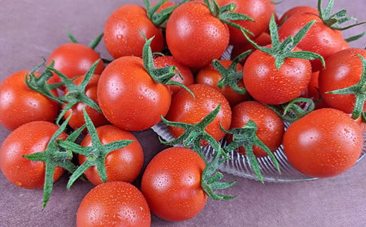 【中富良野町】寺坂農園ミニトマト　ほれまる　2kg