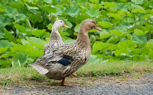 熊本県南関町のふるさと納税 【令和6年産】合鴨農法による早期栽培 玄米 5kg