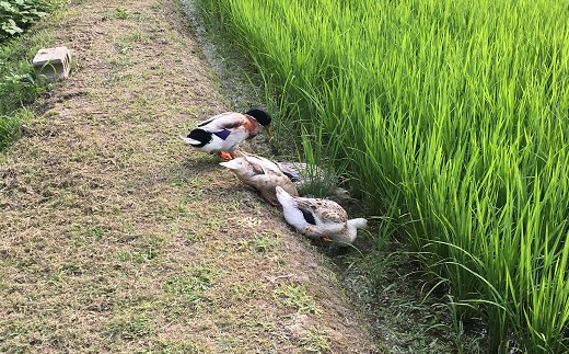 熊本県南関町のふるさと納税 【令和6年産】合鴨農法による早期栽培 玄米 5kg