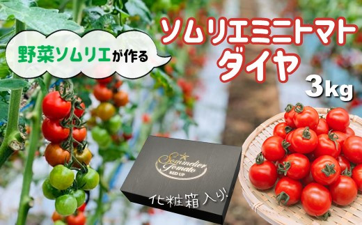 ソムリエミニトマト・ダイヤ ( 3kg ) | 野菜 やさい トマト とまと ミニトマト みにとまと 熊本県 玉名市 315731 - 熊本県玉名市