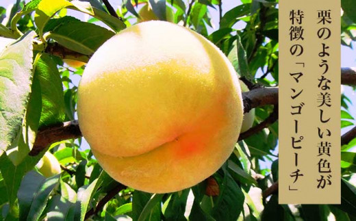 桃一つ一つに袋をかける有袋栽培で大切に育てられた黄金桃は、小布施の特産品の栗のように綺麗な黄色となります。