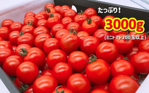 G1 ソムリエミニトマト プラチナ 3kg 熊本県玉名市 ふるさと納税 ふるさとチョイス