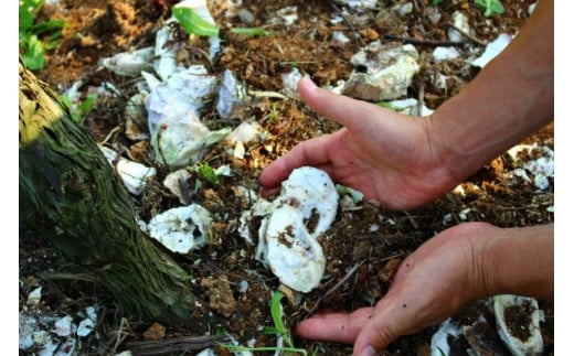 穴水湾で採れる牡蠣の貝殻を混ぜ込んだ土壌