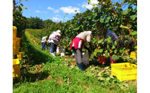 収穫量を抑えて品質を高める垣根式栽培方法で育てたブドウは、ミネラル豊かで爽やかな酸味が際立った個性豊かなワインを生みだします。