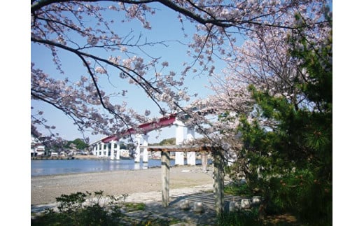 春は桜と城ヶ島大橋のコラボも。