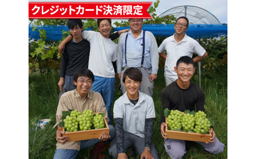 No.130 世羅町産 種無しシャインマスカット 4~5房入り / ぶどう 葡萄 広島県