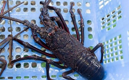 日時指定可能 活きハマグリ１kg 活き伊勢エビ400gセット 00 0033 千葉県鴨川市 ふるさと納税 ふるさとチョイス