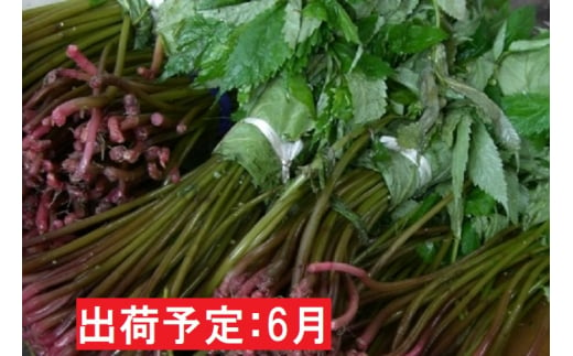 6月 採れたて山菜「みず」2kg[№5879-1104] 956953 - 秋田県上小阿仁村