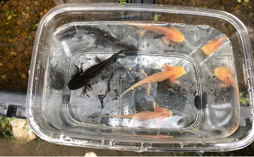 5552 0109 ウーパールーパー3匹 宮城県丸森町 ふるさと納税 ふるさとチョイス